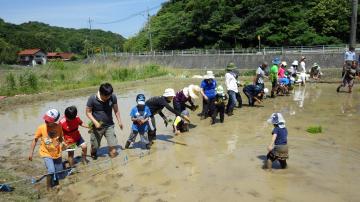 Ｈ２８年６月４日　体験田での田植え♪